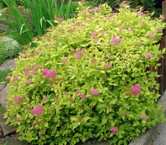     Spiraea japonica Goldflame 